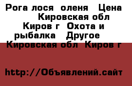 Рога лося, оленя › Цена ­ 500 - Кировская обл., Киров г. Охота и рыбалка » Другое   . Кировская обл.,Киров г.